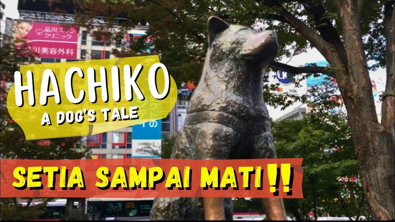 Hachiko Statue in Shibuya Tokyo Japan Patung Hachiko YouTube
