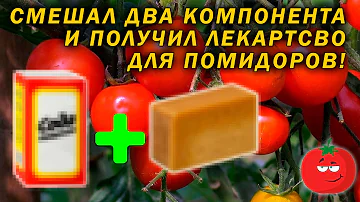Сода и Мыло вылечит ваши помидоры!