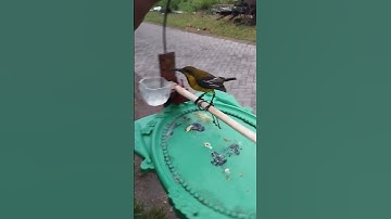 sogon di sangkar layang junak #kicaumania #shortvideo #burung #sogokontonggacordor