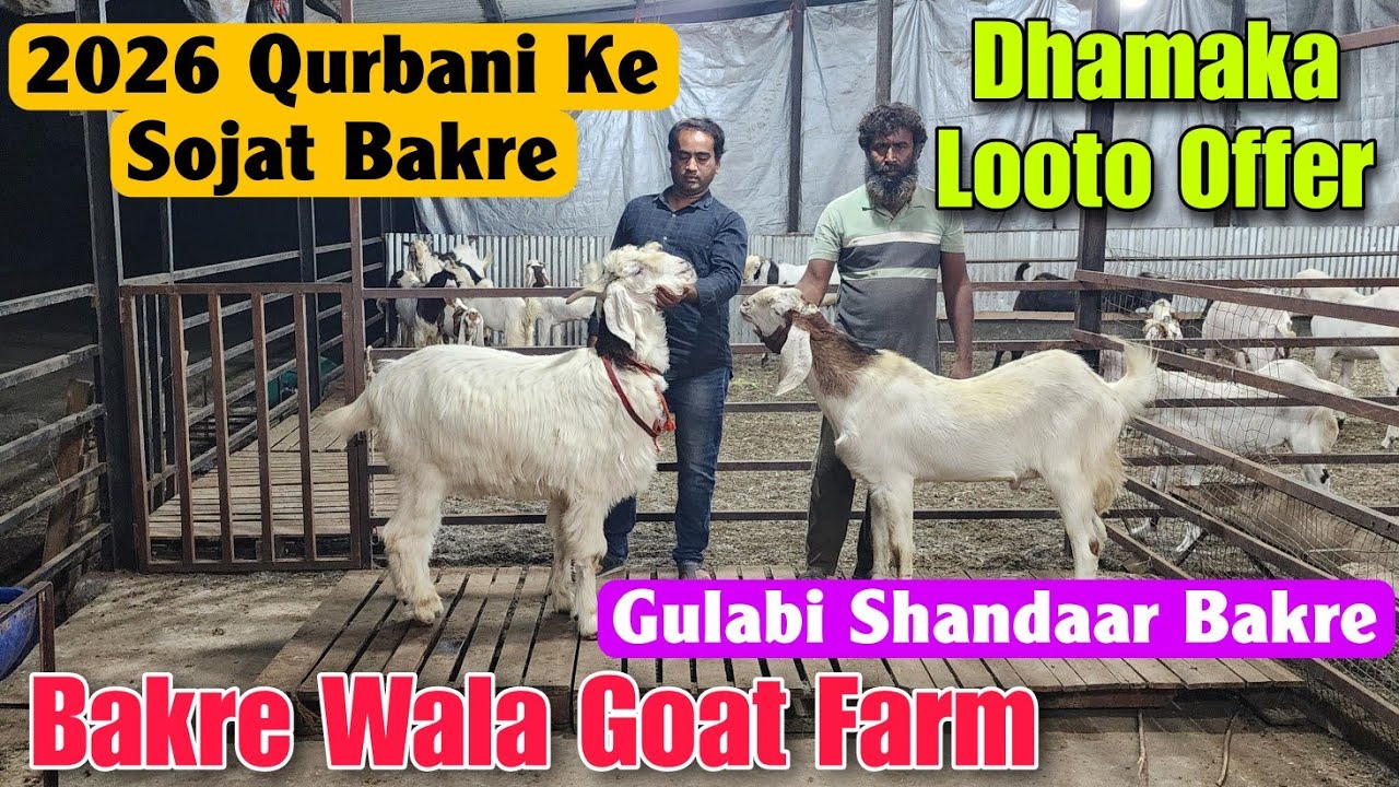 2026 Qurbani Ke Sojat Bakre At BAKRE WALA GOAT FARM | Dhamaka Offer Goat Farm In Padgha 