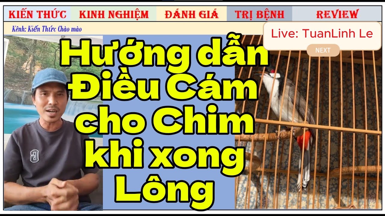 Hướng dẫn ae Điều cám Chào mào Thi đấu 2025 đạt Lửa và Lực Xuôn sẻ