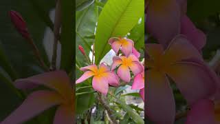 31082023 - Greenhouse Visit