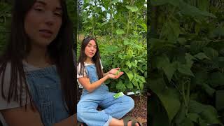 Vídeo de Green Beens - The River
