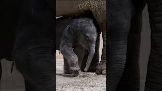 How Does A Mother Elephant Give Birth To A Baby Elephant
