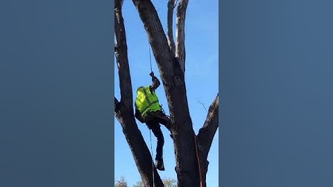 Lowering branches while removing ash tree.