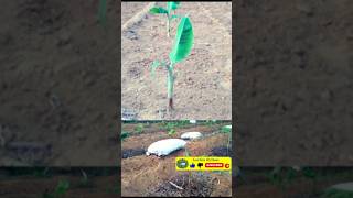 നേന്ത്രവാഴ കൃഷിയിലെ വളപ്രയോഗം | Banana farming fertillzer application |