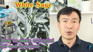 White Sage How To Use White Sage, Make White Sage Hydrosol And Essential Oil By Steam Distillation