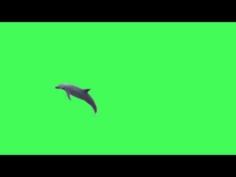 viral-cute-dolphin-green-screen-animation-number-1-best-ever