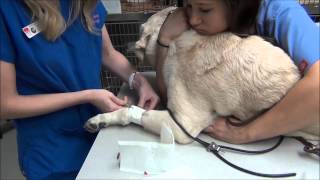 Dental cleaning by GriffithSmAnimalHosp 2,744 views 9 years ago 11 minutes, 4 seconds
