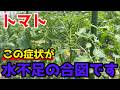 【トマト】水不足の見極めと、水切れとトマトの意外な関係についてお話しします。【家庭菜園】