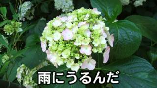 出世花