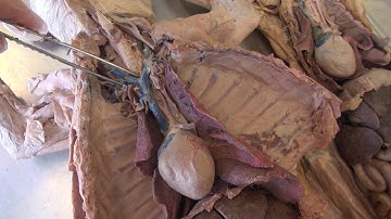 blood vessels in cat dissection