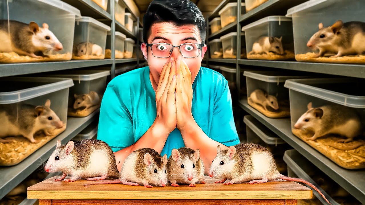 El TRUCO que usan los CRIADORES para reproducir RATAS africanas rápido 🐀⚡