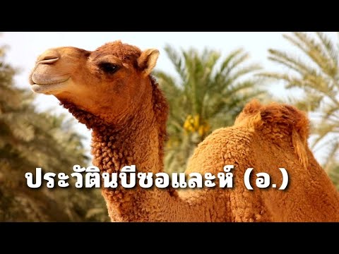 ประวัติ 25 ศาสดา ตอน นบีซอและห์(อ.)