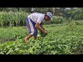 WATCH A UNIQUE FARMER HARVEST SPINACH WITH A SIMPLE MINI TOOL! - Agriculture Farming