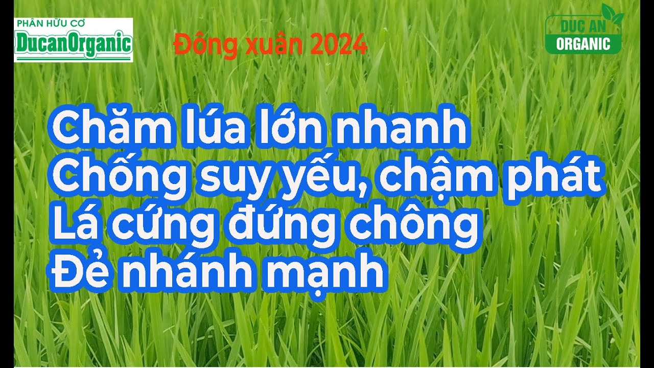 Cách chăm lúa phát nhanh - Đẻ nhánh sớm - Lúa cứng cây, đứng lá, rễ ...