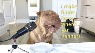 SharPei Mukbang/ASMR Part 1