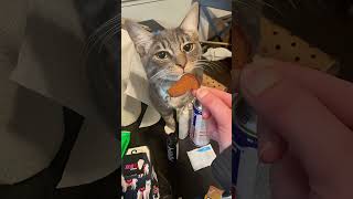 funny cats shortvi..