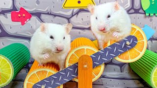 🐹 Hamster vs Pop It maze for pets 🐹 Escape in the Best Hamster Challenges #12