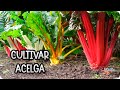 Como Sembrar Acelga Y Trasplantarla || Huerto Organico || La Huertina De Toni