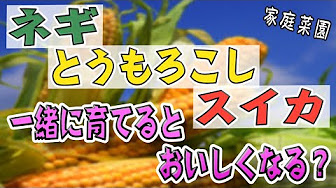 ネギ トウモロコシ スイカ コンパニオンプランツ 再生リスト Youtube