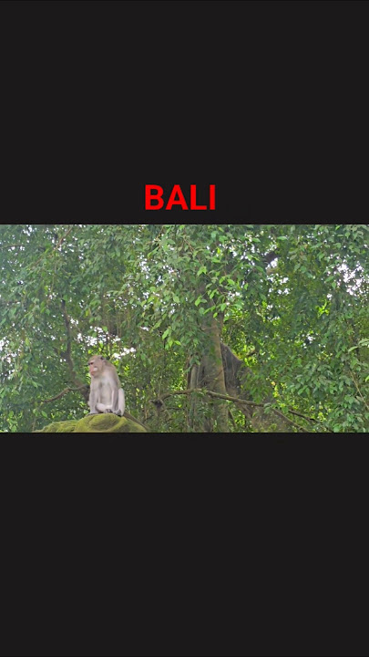 monkey park at Bali indonesia 🇮🇩
