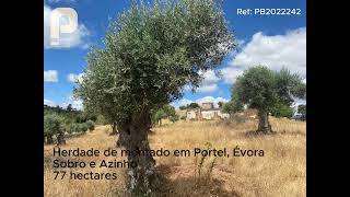 Herdade de montado em Portel, Évora - 77 hectares