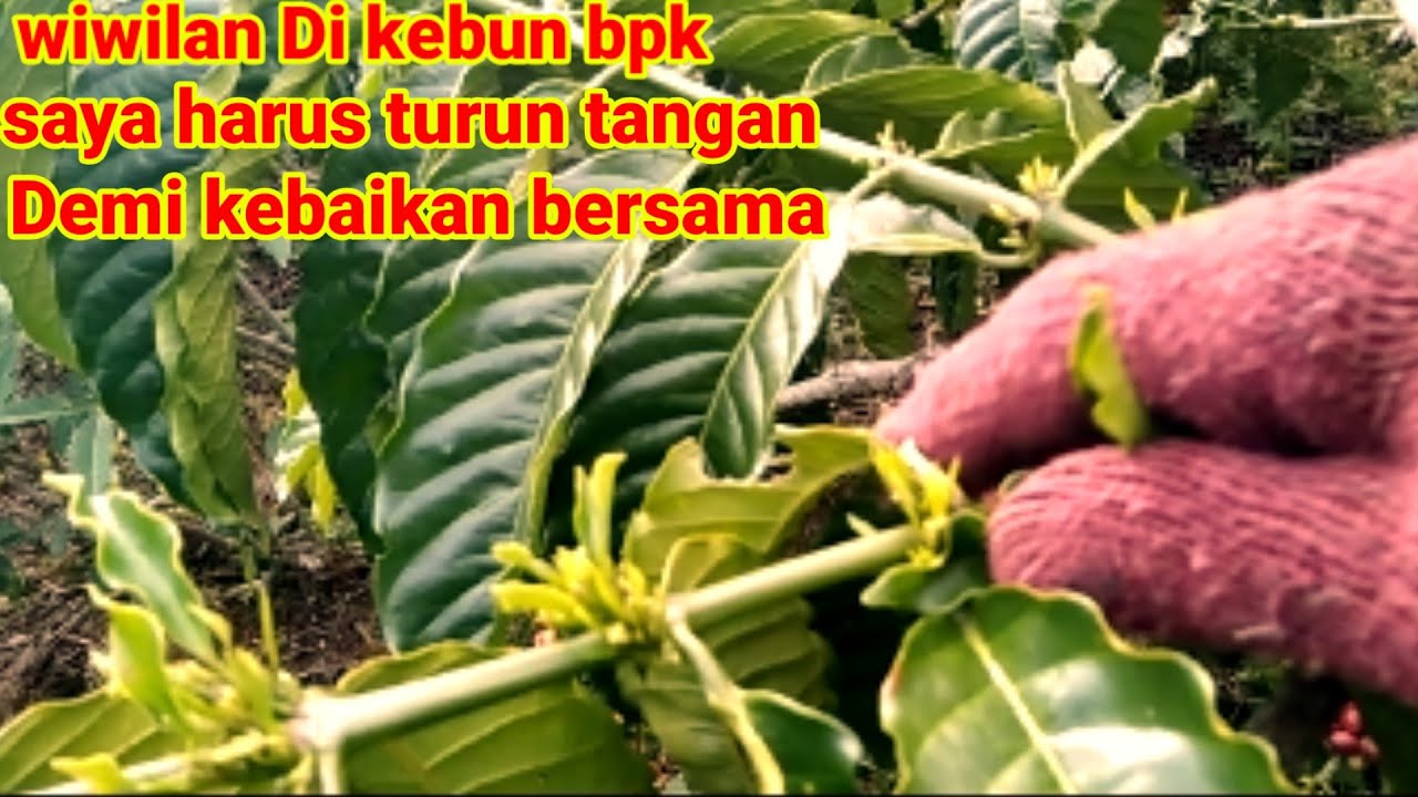 TUNAS RAJA BANYAK BUAT APA TUNAS RANTING,mulambar s YouTube