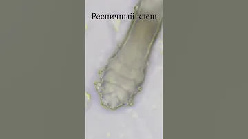Запах металла это не то чем кажется #shorts