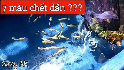 Cá 7 màu chết không rõ lí do, cá chết từ từ phải làm sao ?