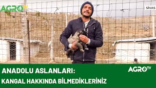 A'dan Z'ye Kangal Yetiştiriciliği / AGRO TV