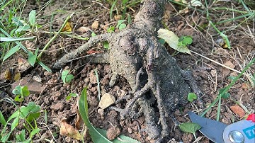 Để bàn đẹp - thất thốn bích kép hạt - ZALO : 0333.831.886