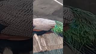 मर क आवज Pea