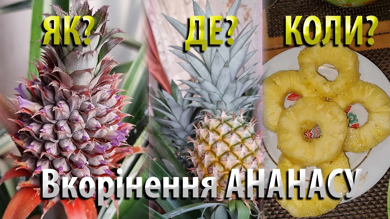 YouTube відео