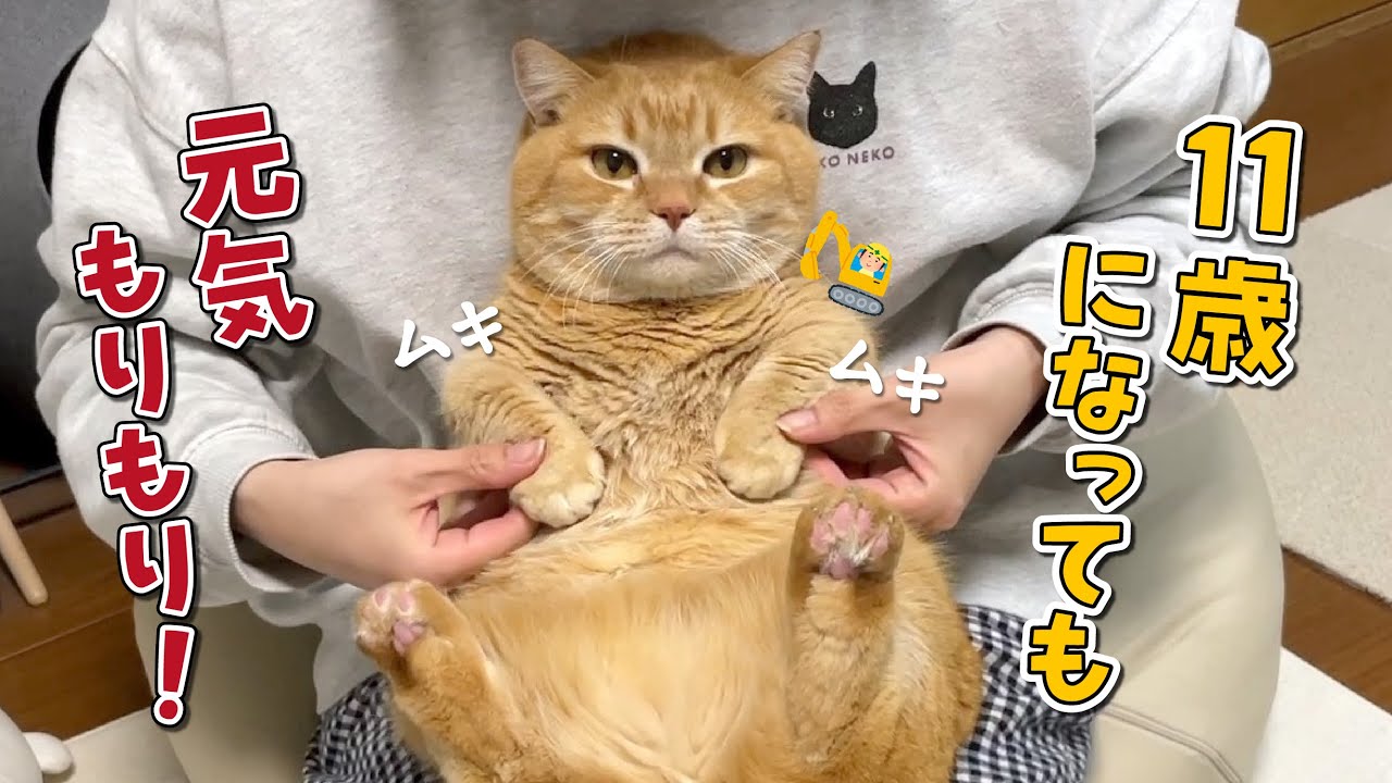 1体限定❤マンチカン子猫ちゃん♡ぽちゃボディ♡よちよちあんよ