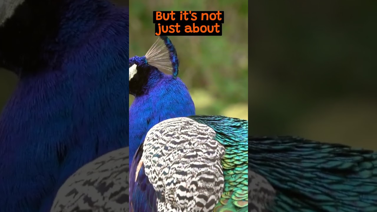 Why Peacocks Have Colorful Feathers | The Wild Animal Facts