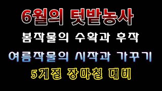 [텃밭농부 1,501] 6월의 텃밭농사 정보. 식물에겐 최악의 계절 장마철 준비 #월병농사정보