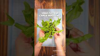 How to Repot and Care for your Venus Flytrap. #venusflytrap #carnivorousplants