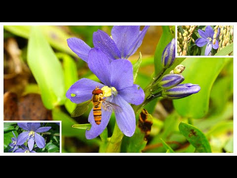 Video: Enfrøbladede planter: klassens opprinnelse og egenskaper