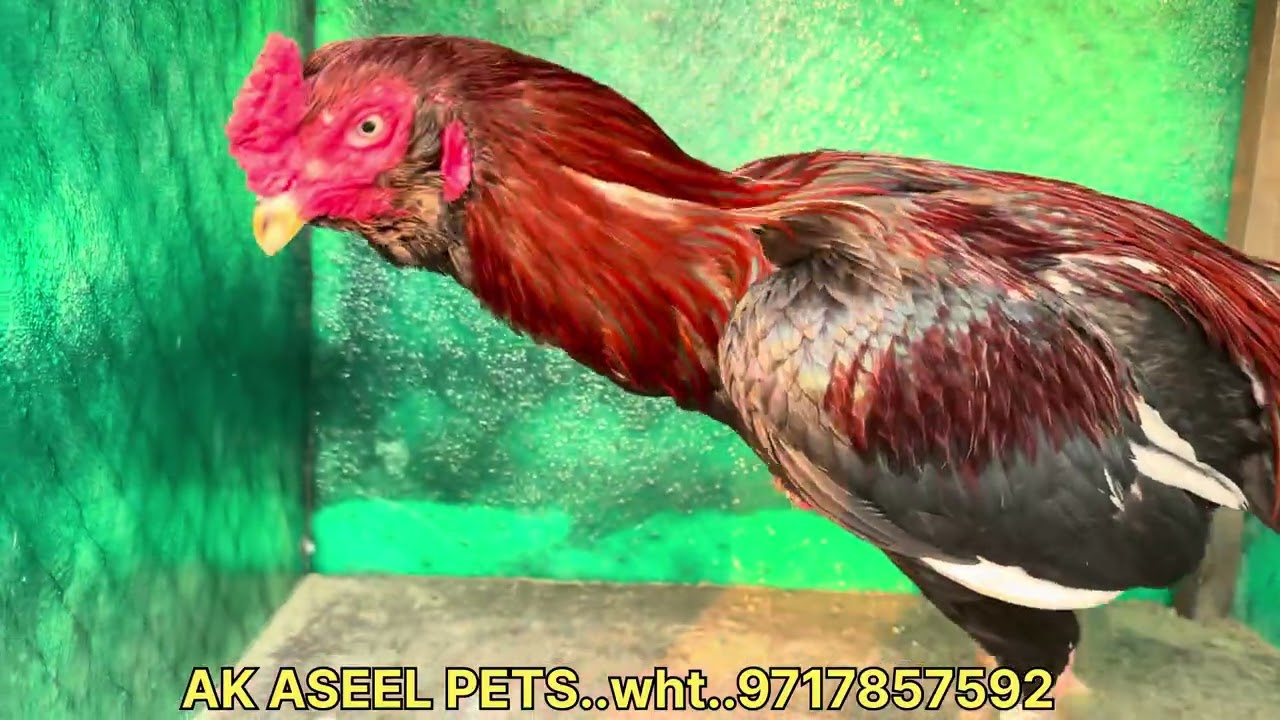 AK…ASEEL…PETS…Top…Quality…Aseel…Murge..Jama…Masjid…delhi….Whatsapp…no..9717857592..