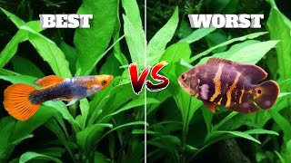 Top 5 best beginner fish (And 5 worst!)