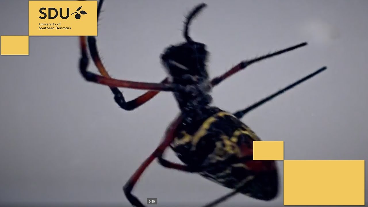 Edderkoppesilkens hemmelighed