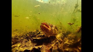 Fish of the Salobra River - Pantanal wetlands of Mato Grosso do Sul, Brazil.