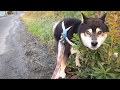 JapaneseDog,Shiba-inu(BlackEdition)