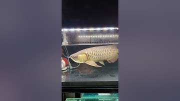 Cá rồng bị stress nhảy tung hồ | và cách xử lý | @tàinuôicá