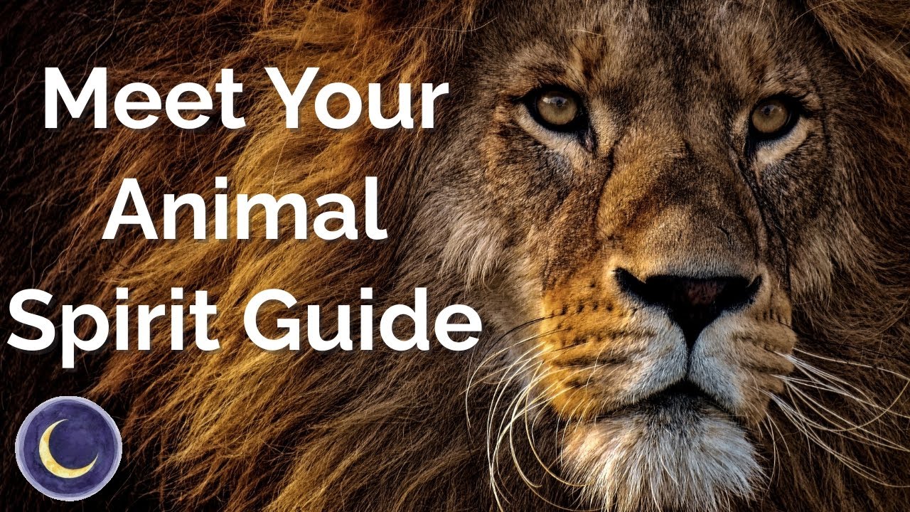 Contact Your Animal Spirit Guide Meditation | Connect with your Animal Totem Guided Meditation