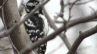 How to tell a Hairy Woodpecker from a Downy--NARRATED (YouTube: Jo Alwood)