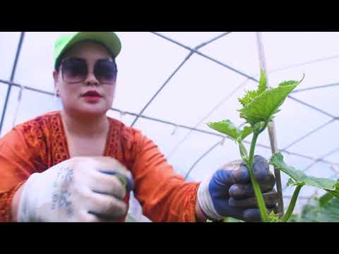 Видео: Гайхамшигт улаан лооль: тариалалт, үржүүлэх
