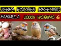 Zebra Finches Breeding Formula | Soft Food &amp; Breeding Tips