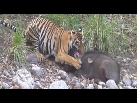 Tiger eats wild pig alive and kills it - YouTube